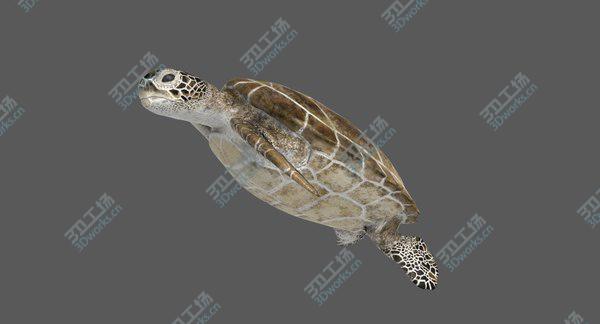 images/goods_img/20210312/Green Sea Turtle RIgged 3D model/4.jpg